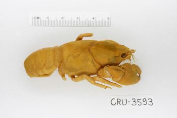 Media type: image;   Invertebrate Zoology CRU-3593 Description: Preserved specimen.;